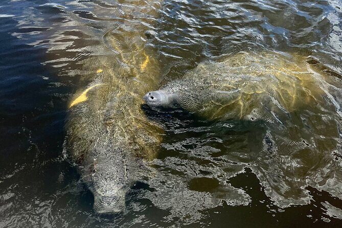 Manatee Sightseeing and Wildlife Boat Tour - Who Will Love This Tour?