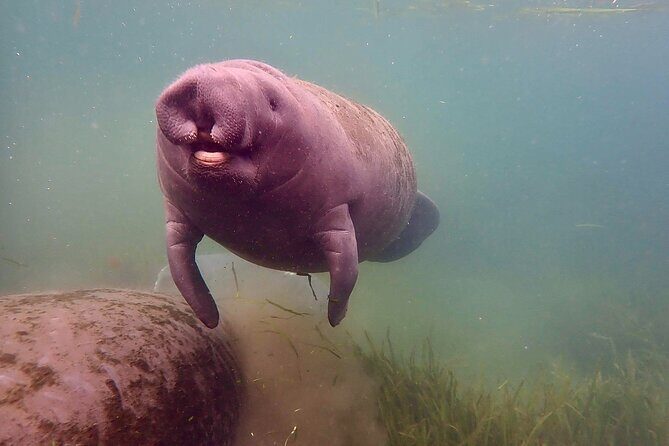 Manatee Snorkel Tour from American Pro Diving Center - Authentic Experiences from Travelers