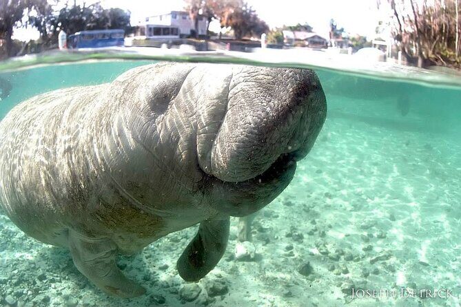 Manatee Snorkel Tour - Small Group - Itinerary Breakdown: A Closer Look