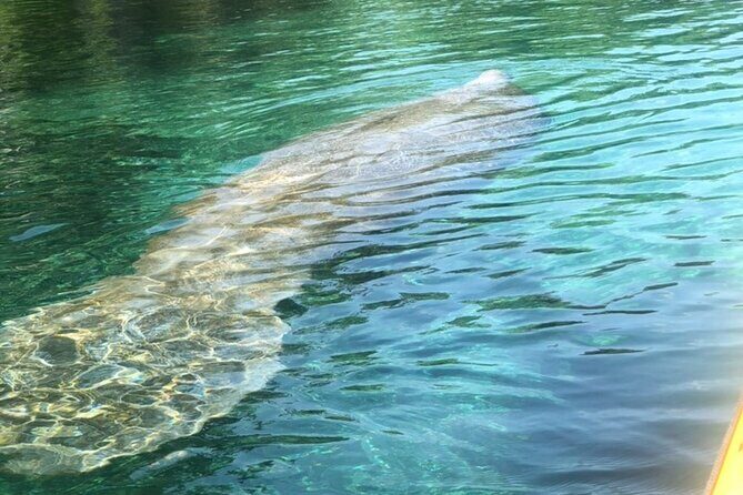 Manatee Springs Adventure Tour - Who Should Consider This Tour?