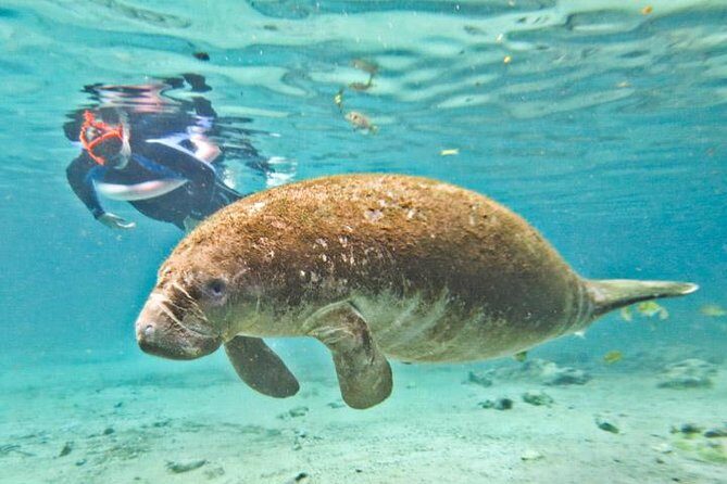 Manatee Swim and Wildlife Park with Upgrade Options from Orlando - Practical Tips and Insights