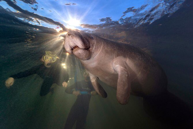 Manatee Swim Tour with In Water Photographer - What to Expect on the Day