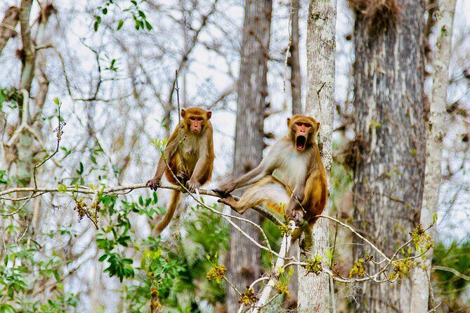 Manatees, Monkeys and Florida Natural Spring Adventure Tour - Practical Tips for Participants