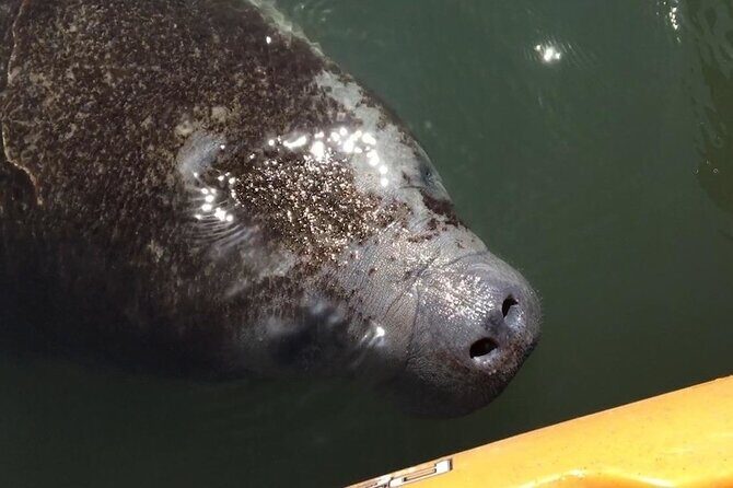Manatees/Sunset/Bioluminescence Tour - FAQ
