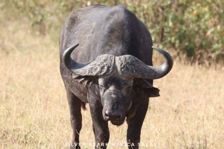 Maneater: Tsavo East Park, Amboseli Reserve, L Nakuru Park - In-Depth Breakdown of the Itinerary