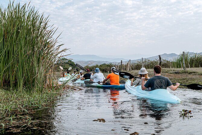 Mangrove Kayaking Tour - The Value of This Tour