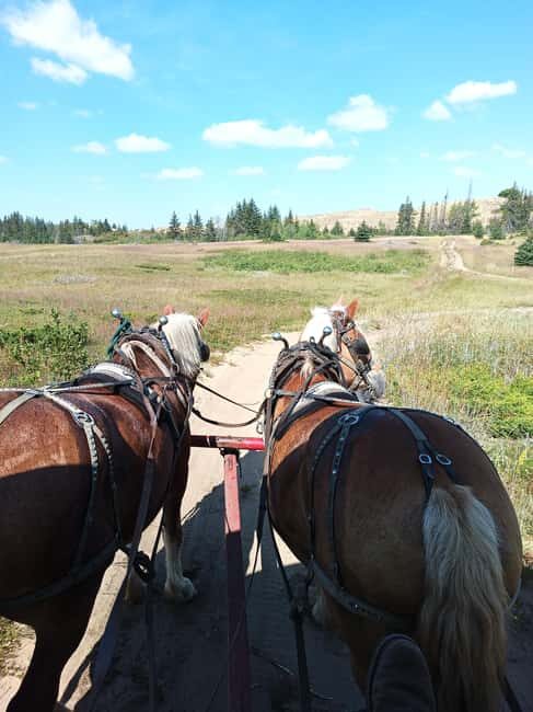 Manitoba: Horse-Drawn Wagon Ride in Spruce Woods Park - Final Thoughts: Who Will Love This Experience?