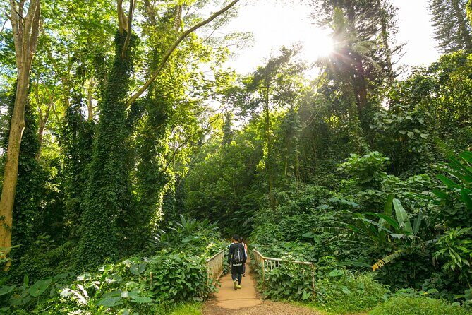 Manoa Waterfall Hike From Waikiki With Healthy Lunch Included - The Trail and the Waterfall
