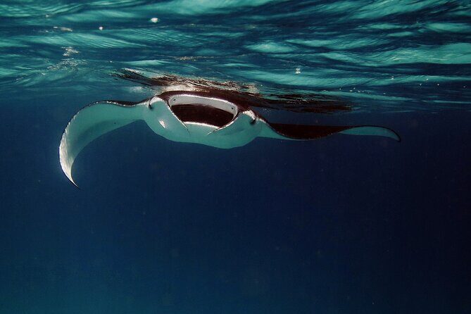 Manta Mania - Manta Ray Night Snorkel - Small-Group Experience In Kona, Hawaii - The Value of This Experience
