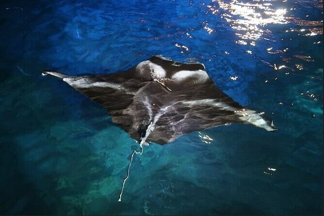 Manta Ray Night Snorkel Experience of a Lifetime - The Sum Up