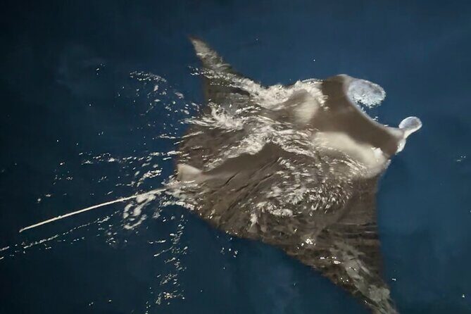 Manta Ray Night Snorkeling Adventure in Kailua-Kona - FAQ