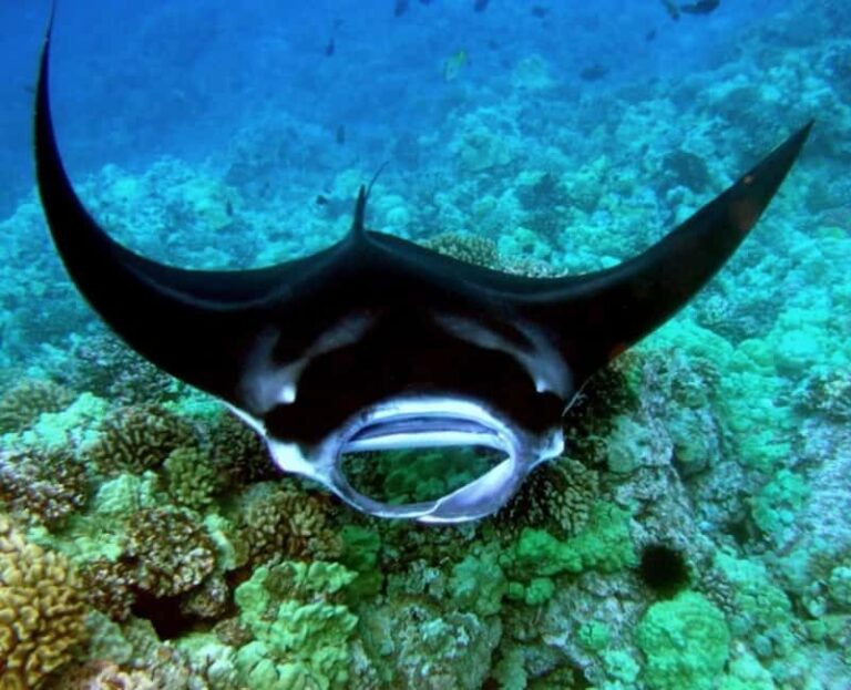 Manta Ray Snorkel in Kailua-Kona with Hot Cocoa - Authenticity and the Experience’s Value