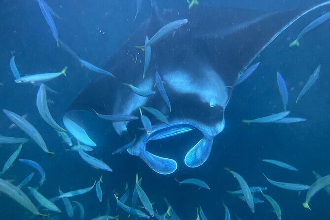 Manta Ray Snorkeling by Night in Kailua-Kona, Hawaii - What Guests Say