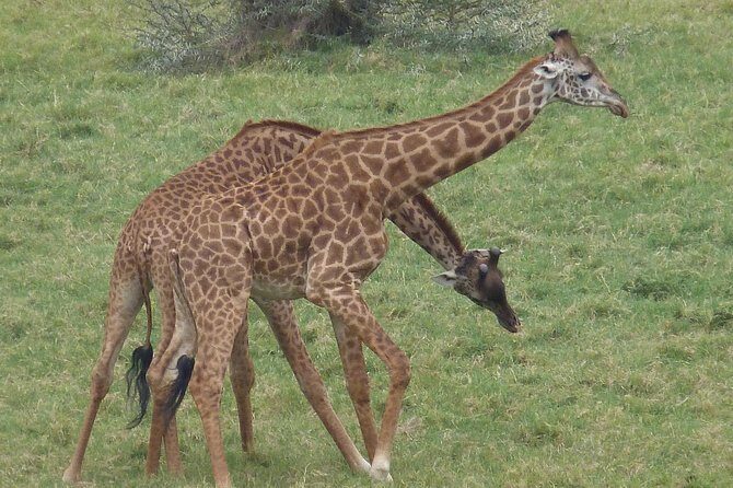 Manyara and Ngorongoro Crater - What Travelers Are Saying