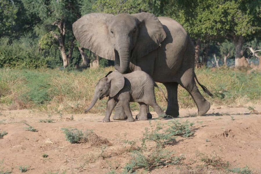 Maputo: 2-Day Hlane National Park Adventure - What Makes This Tour Stand Out?
