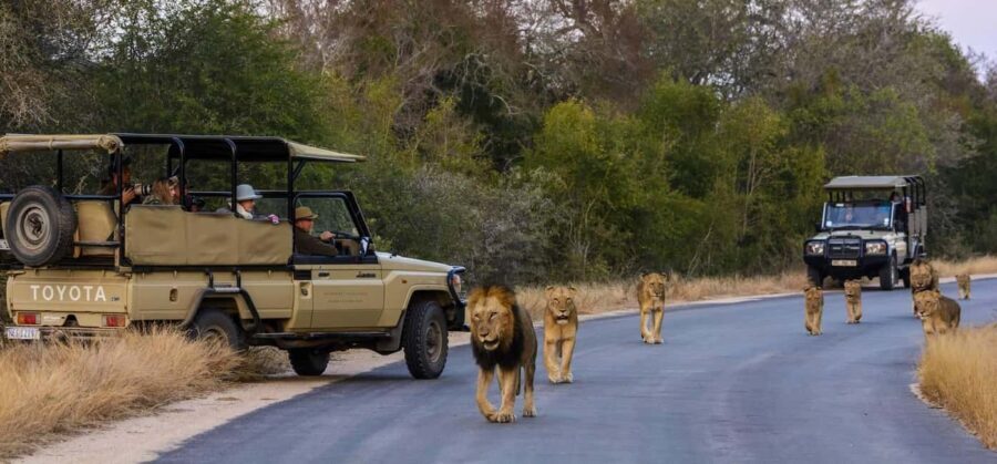 Maputo Reserve National Park: Epic One-Day Safari - What’s Included and What’s Not