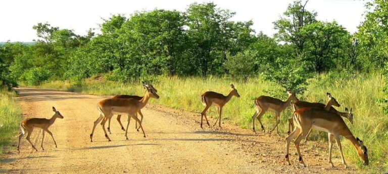 Maputo Special Reserve 3-Day Trip - Is This Tour Worth the Price?