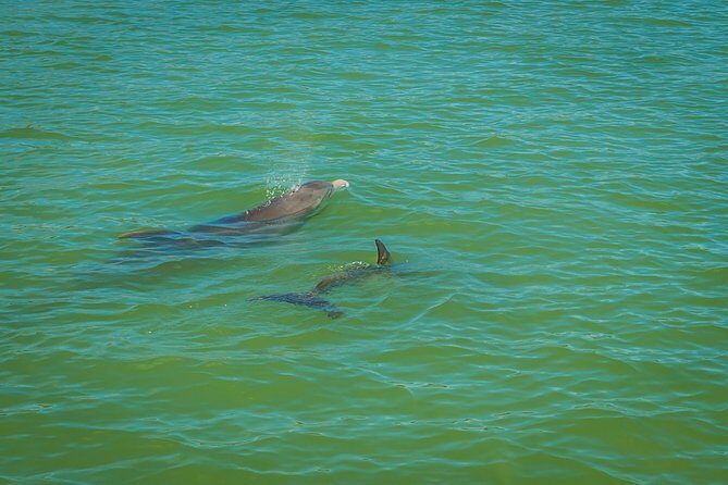 Marco Island Dolphin Sightseeing Tour - Who Will Love This Tour?