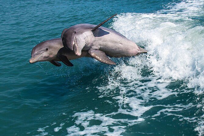 Marco Island Dolphin Watching & Tubing Adventure - Final Thoughts: The Right Fit for Your Water Day