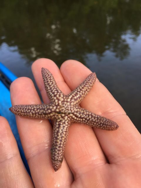 Marco Island: Mangrove Maze Kayak Tour (2hrs) - The Practicalities