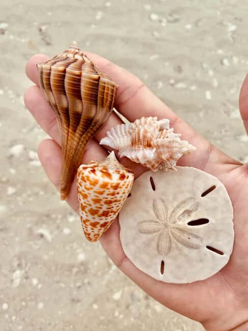 Marco Island: Private Shelling & Dolphin Excursion