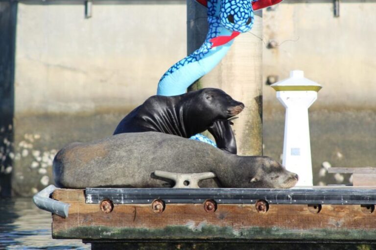 Marina Del Rey: Kayak and Paddleboard Tour with Sea Lions - Exploring Marina del Rey: The Itinerary and Experience
