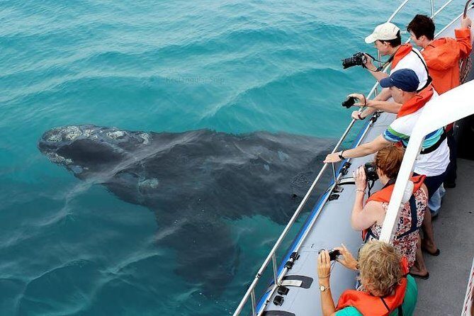 Marine Big 5 Full Day Guided Return Transfer Cape Town - Gansbaai - An In-Depth Look at the Tour
