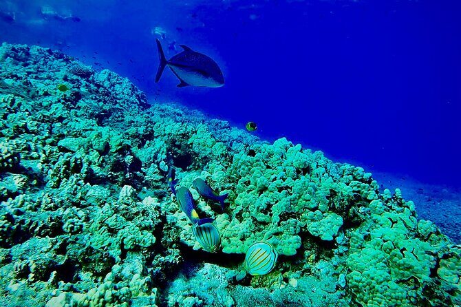 Marine Biologist Guided Snorkel Tour from Shore at Turtle Town - Whats Included & What to Expect