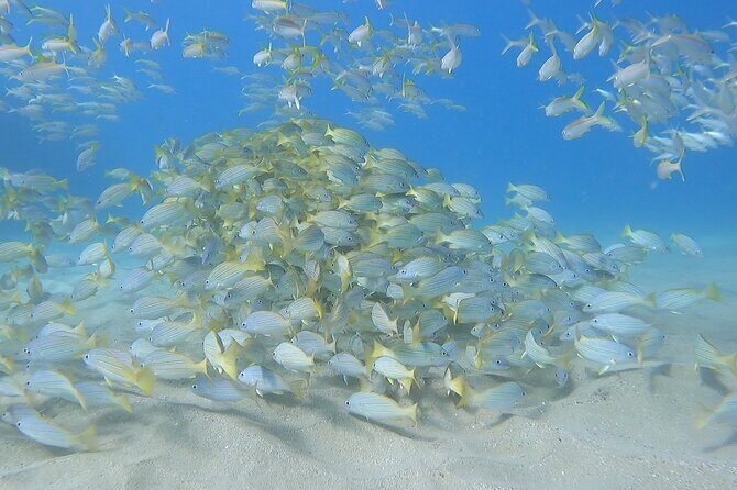 Marine Ecology Snorkel from Electric Beach Oahu with Photos - Final Thoughts: Is This Snorkel Tour Worth It?