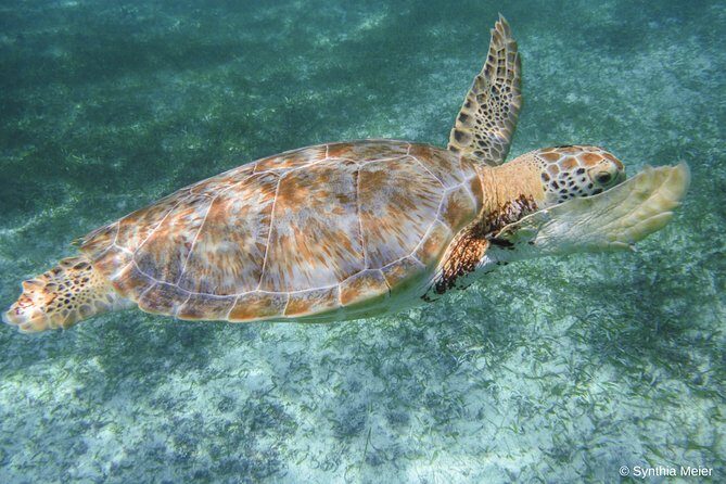 Marine Turtle Snorkeling Private Tour - What Travelers Are Saying