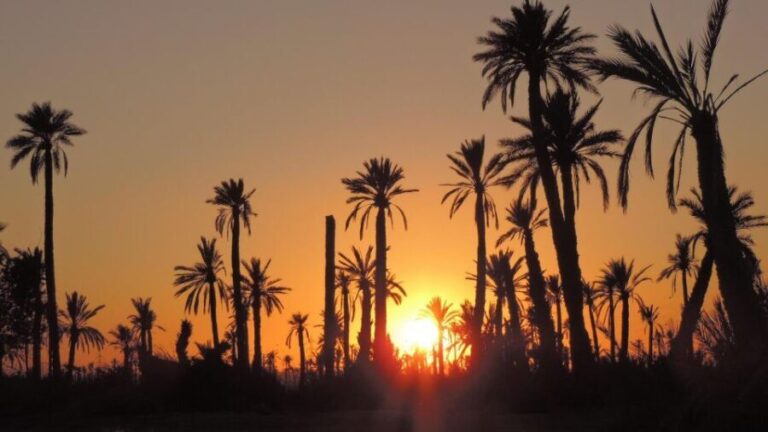 Marrakech: Dunes of the Palmeraie Quad Bike Ride with Tea - Who Should Consider This Tour?