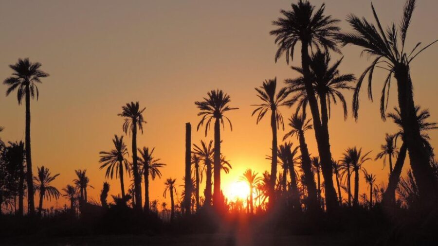 Marrakech: Dunes of the Palmeraie Quad Bike Ride with Tea - Who Should Consider This Tour?