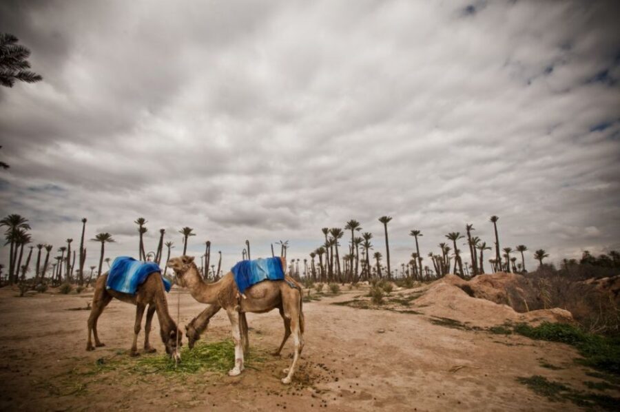 Marrakech Palmeraie 3-Hour Camel Ride - The Sum Up