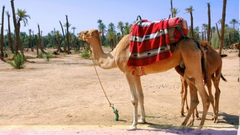 Marrakech Palmeraie: Camel Ride & Quad Bike Experience - Practical Tips for Future Travelers