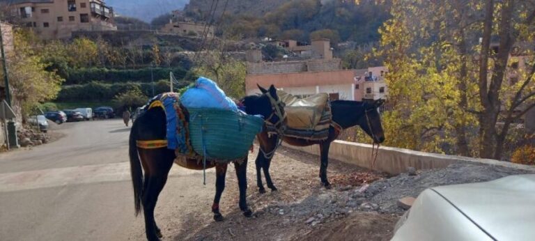 Marrakech:Atlas Mountains, Ourika Valley Day Trip,Waterfall - The Itinerary: What to Expect and Why It Matters