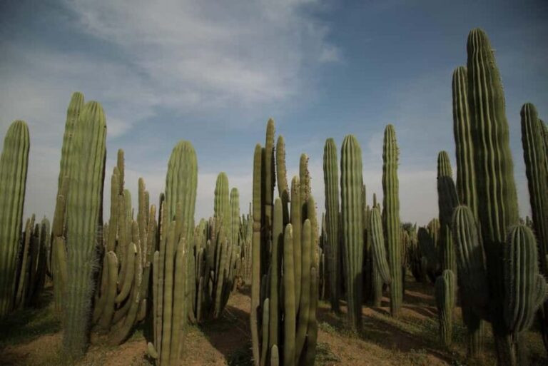 Marrakesh: Cactus Thiemann Entry Ticket - The Practical Side: What You Need to Know