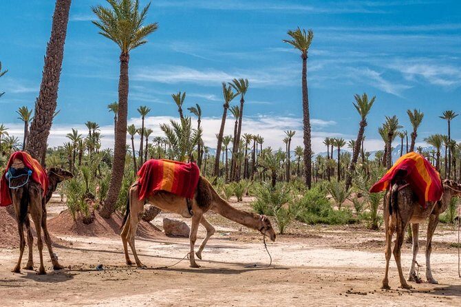 Marrakesh day trip with camel ride from Casablanca - The Overall Value and Experience