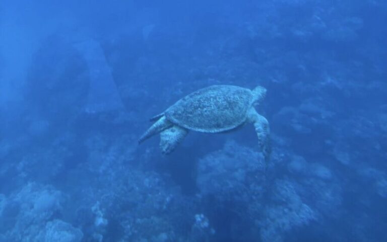Marsa Alam: Elite vip Turtle bay snorkeling with BBQ Lunch - The Itinerary: What to Expect Step by Step