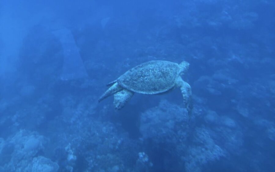 Marsa Alam: Elite vip Turtle bay snorkeling with BBQ Lunch - The Itinerary: What to Expect Step by Step