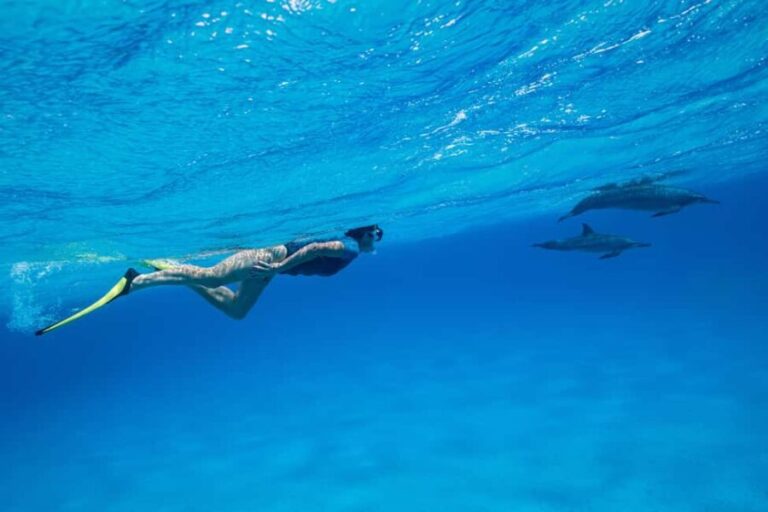 Marsa Alam:Sataya Reefs Dolphin Snorkeling Cruise with Lunch - Experience Quality and Value: What Travelers Say