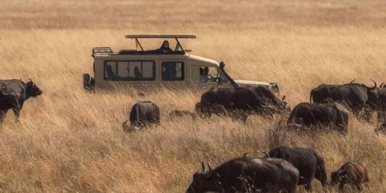 Masai Mara 3-day Camping Safari by 4x4 Land Cruiser Jeep - How the Experience Comes Together
