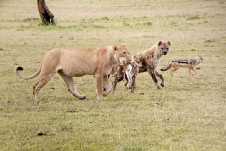 MASAI MARA: 3 DAYS MASAI MARA BUDGET GROUP JOINING SAFARI - Key Highlights & What You Can Expect