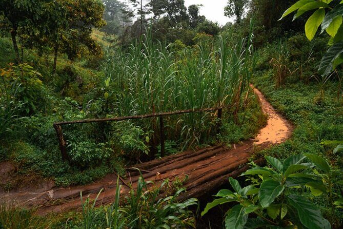 Materuni Waterfall Hike & Coffee Tour - Final Thoughts