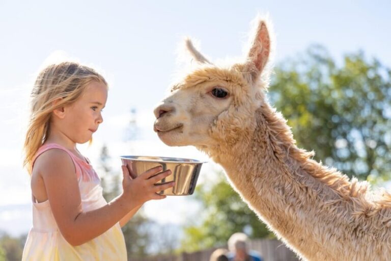 Maui: Alpaca Farm Visit with Hands-On Activities - Practical Details and Considerations