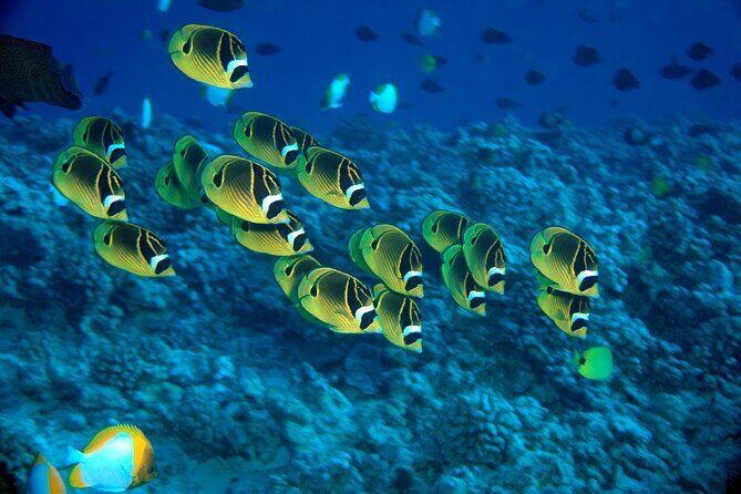 Maui Beach Shoreline Snorkel - Final Thoughts: Who Is This Tour Best For?