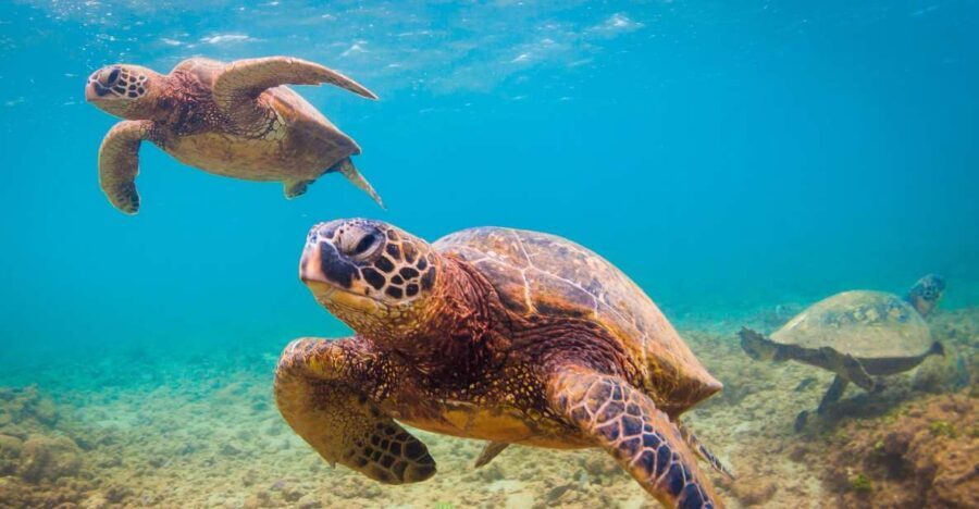 Maui Beach / Shoreline Snorkel