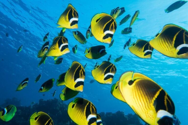 Maui: Beginner Discovery Scuba Dive Excursion from Lahaina - Who Should Consider This Tour?