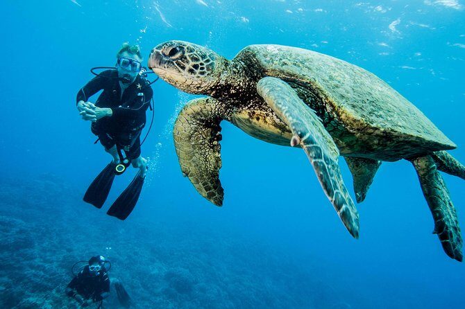 Maui Certified Shore Diving from Lahaina - Who Will Love This Tour?