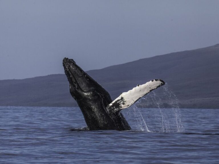 Maui: Deluxe Whale Watch Sail & Lunch from Ma`alaea Harbor - The Practicalities: What You Need to Know