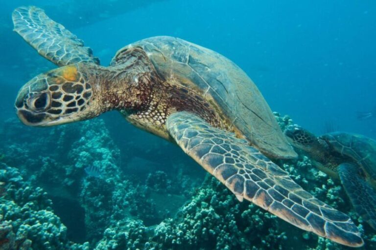 Maui: Eco-Friendly Conservation Scuba Dive Certified Divers - What to Expect During the Eco-Dive